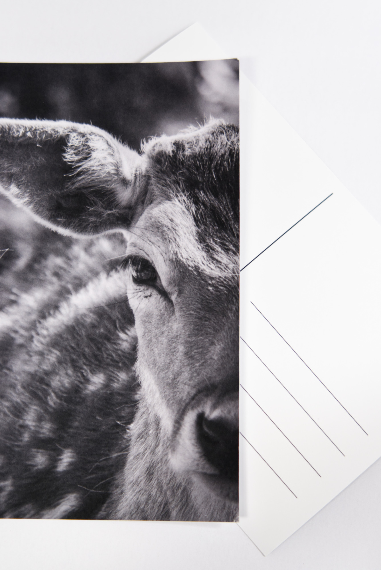 Carte Postale Voici des cartes postales issu de la série Face-àFace